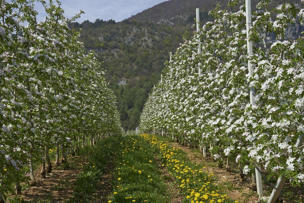 B&B La Casa Del Sole San Michele allʼAdige エクステリア 写真